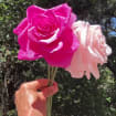 Krepppapier Rose Handgefertigt, 12 Zoll Stiel, 6 Zoll Blüte