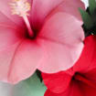 Hibiskus Papierblumen, tropischer Kreppstrauß für Strandhochzeit, Sommerdeko