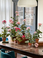 Geranie aus Krepppapier im Terrakotta Blumentopf, Rosa Papierblumen-Arrangement, 62 cm Hoch