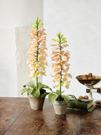 Dalmatiner Pfirsich Fingerhut Papierblume im Tontopf, 63 cm, Handbemalt