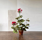 Rote Papiergeranie im Terrakottatopf, Englische Gartendekoration, 62 cm hoch