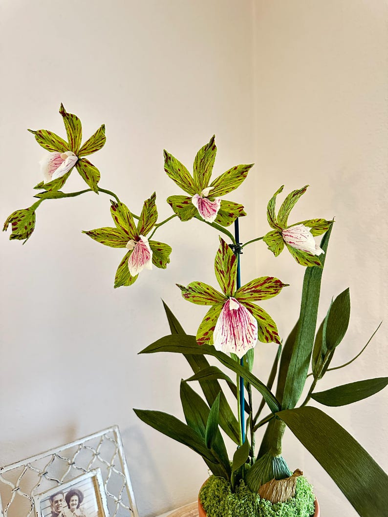 Handgemachte Krepppapier Orchidee im Terrakotta Topf, Zygopetalum & Dendrobium, Grün/Rosa, 50 cm, Kunstblume