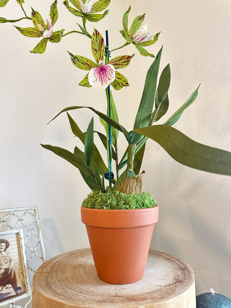 Handgemachte Krepppapier Orchidee im Terrakotta Topf, Zygopetalum & Dendrobium, Grün/Rosa, 50 cm, Kunstblume