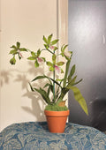 Handgemachte Krepppapier Orchidee im Terrakotta Topf, Zygopetalum & Dendrobium, Grün/Rosa, 50 cm, Kunstblume
