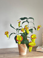Kannenpflanze aus Krepppapier im Topf, realistische künstliche fleischfressende Pflanze, botanische Skulptur, 42 cm