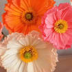 Krepppapier Islandmohn Blumenstrauß, handgefertigt