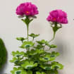 Papiergeranie Rosa Pflanzenskulptur Handbemalt 28cm Durchmesser 40cm Höhe