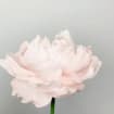 Pfingstrose aus Krepppapier, handgefertigte Hochzeitsstrauß Blume, 12 Zoll Stiel, 5,5 Zoll Blüte